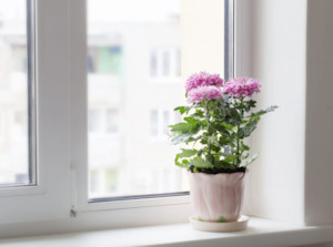 Indoor House Plants: Florist chrysanthemum 'Chrysanthemum morifolium'