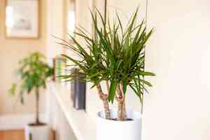 Indoor House Plants: Dracaena 'Dracaena spp.'
