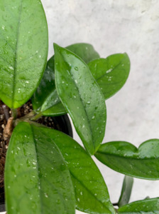 Indoor House Plants: Hoya Carnosa - Wax Plant