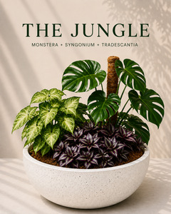All Plants: The Jungle