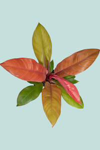 aroid: Prince of Orange - Philodendron selloum - 1L / 14cm / Small