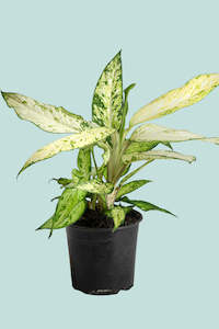 Dieffenbachia Star Bright - 14cm / 1.3L / Small