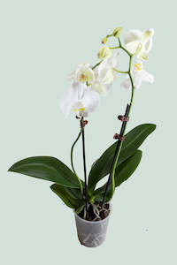 Mini Orchid - Phaelanopsis amabilis - .5L / 8cm / Pick Up In Store Only (Copy)