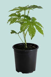 Japanese Aralia - Fatsia Japonica - 2.5L / 17cm / Medium