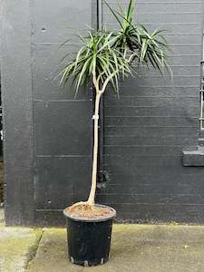 Potted Houseplants: 5 Headed Dragon - 1.8m Dracaena marginata in 34cm Nursery Pot