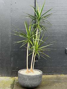 Potted Houseplants: Dracaena marginata Trio in 40cm Charcoal Stone Bowl