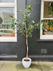 Potted Houseplants: 2m Standard Ficus Spiral in 25cm Nursery Pot - 2