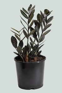 Zamioculcas zamiifolia - 'Black Knight' ZZ Plant - 8.5L / 25cm / Large