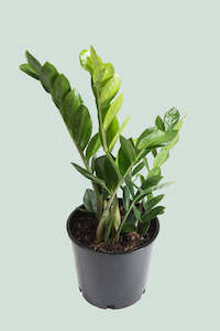 Large Plants: Zamioculcas zamiifolia - ZZ Plant - 8.5L / 25cm / Large