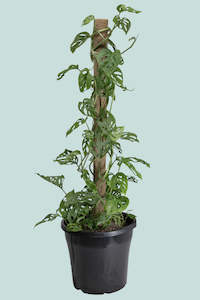 Large Plants: Monstera adansonii - Swiss Cheese Vine on Coir - 10L / 25cm / Large