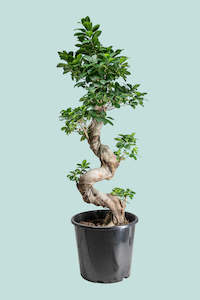 S Bend - Ficus microcarpa - 10L / 25cm / Large