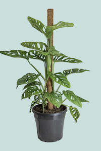 Large Plants: Monstera adansonii - Monkey Mask (Round Form) - 10L / 25cm / Large