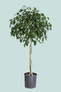 Large Plants: Standard Braided Evergreen Weeping Fig - Ficus benjamina - 25L / 34cm / XL