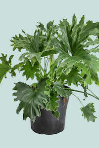 Large Plants: Indoor Philodendron selloum - Split leaf - 25cm / 10L / Large