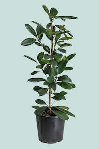 Large Plants: Ficus cyathstipula - African Fig - 10L / 25cm / Large