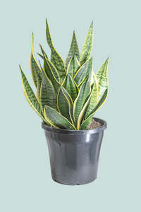 Large Plants: Mother in Laws Tongue - Dracaena trifasciata (Sansevieria) - 10L / 25cm / Large