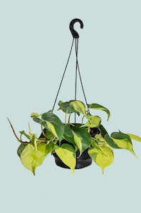 Brazil - Philodendron hederaceum - 2L / 17cm / Medium