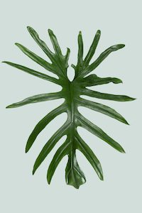 Medium Plants: Philodendron elegans - 2.5L / 17cm / Medium