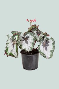 Medium Plants: Begonia 'Purple Paisley' - 2.5L / 17cm / Medium