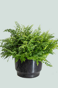 Dwarf Boston Fern - Nephrolepis exaltata - 2L / 17cm / Medium