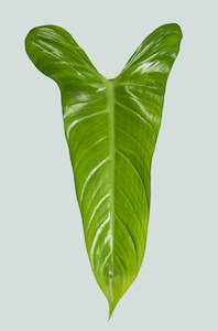 Medium Plants: Amazon Arrow - Philodendron hastatum - 2.5L / 17cm / Medium