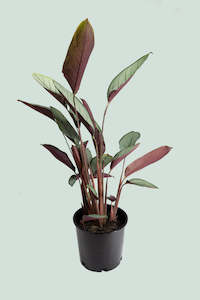 Medium Plants: Ctenanthe setosa - Grey Star - 2.5L / 17cm / Medium