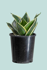 Small Plants: Lotus Hahnii - Dracaena trifasciata (Sansevieria) - 1L / 14cm / Small