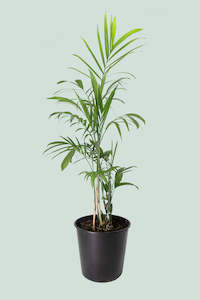 Xl Plants: XL Bamboo Palm - Chamaedorea seifritzii - 10L / 25cm / XL