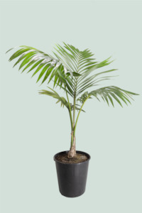 Kentia Palm single - Howea forsteriana - 10L / 25cm / XL