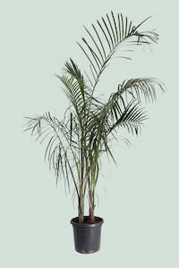 Xl Plants: Triangle Palm Cluster - 13L / 33cm / XL