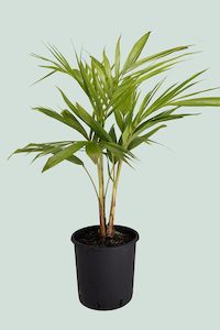 Xl Plants: Bangalow Palm Cluster  - 10L / 25cm / XL