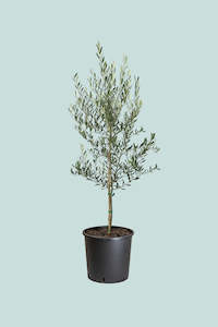 Xl Plants: Olive Tree - Olea europaea -  10L / 25cm / XL