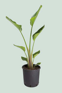 Xl Plants: Giant Bird of Paradise - Strelitzia nicolai - 10L / 25cm / XL
