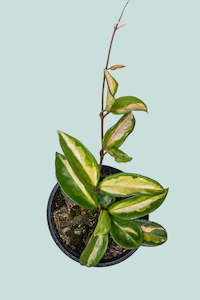 Krimson Princess - Hoya carnosa  - 1.3L / 14cm / Small