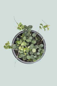 Hoya serpens - 1L / 14cm / Small