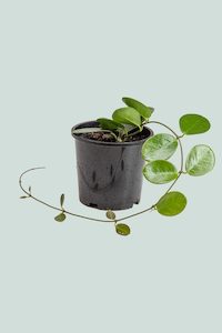 Hoya australis - 1.3L / 14cm / Small