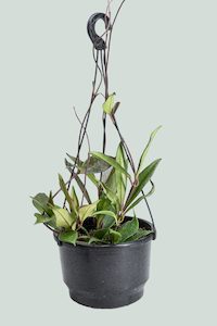 Hoya pubicalyx - Red Buttons - 2L / 17cm / Medium