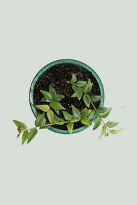 Hoya: Hoya bella - 1L / 14cm / Small