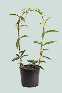 Hoya: Hoya 'Minibelle' - hybrid H. shepherdii X H. carnosa - 2.5L / 17cm / Medium