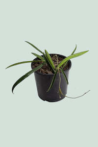 Hoya: Hoya shepherdii - 1L / 14cm / Small