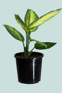 Dieffenbachia Tropic Marianne - 14cm / 1.3L / Small