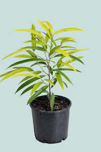 Ficus: Ficus maclellandii 'Aurea'- 2.5L / 17cm / Medium