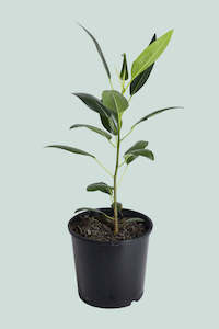 Ficus: Ficus obliqua - 2.5L / 17cm / Medium