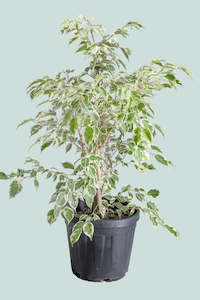 Samantha - White Variegated Weeping Fig - Ficus benjamina - 10L / 25cm / Large