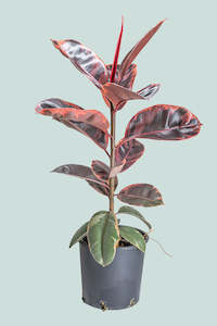 Ficus: Ruby Ficus elastica - 10L / 25cm / Large