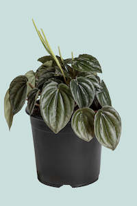 Bronze Beauty - Peperomia caperata - 1L / 14cm / Small