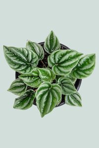 Wavy Gravy - Peperomia griseoargenta - 1L / 14cm / Small