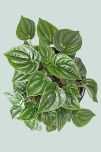 Peperomia: Peperomia marmorata - 1L / 14cm / Small