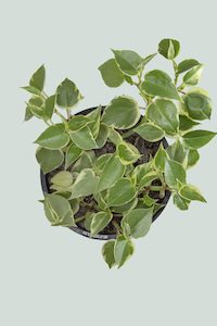 Peperomia: Variegated Peperomia scandens - 1L / 14cm / Small