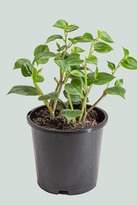Peperomia scandens - 1L / 14cm / Small